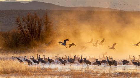 Bing HD Wallpaper Dec. 3, 2025: Sandhill cranes, Bosque del Apache ...