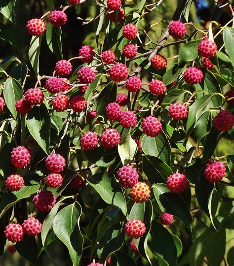 Dogwood Berries / Cornus kousa Fruit