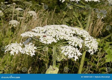 Poisonous Plant Cow Parsnip Sosnowski. Cow Parsnip Blooms in Summer ...