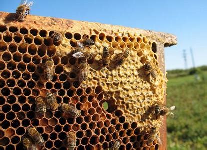 蜂房的功效与作用及食用方法 - 中药易