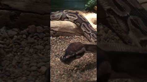 Ball Python Cint Reptile 的图像结果