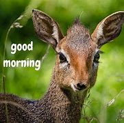 Image result for Good Morning Pix Animals
