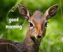 Image result for Good Morning Cute Animals