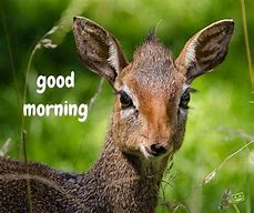 Image result for Wild Animal Good Morning