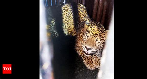 Mumbai: Male leopard trapped, but question still hangs if it’s the ...