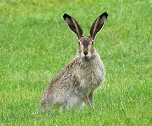 Image result for Red Rabbit Ears