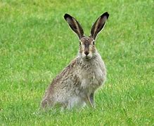 Image result for Steiff Bunny