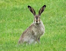 Image result for Scary Bunnies