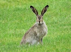 Image result for Baby Bunny Rabbits
