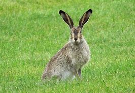 Image result for Curios Bunnies