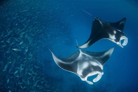 Manta ray size - gertytamil
