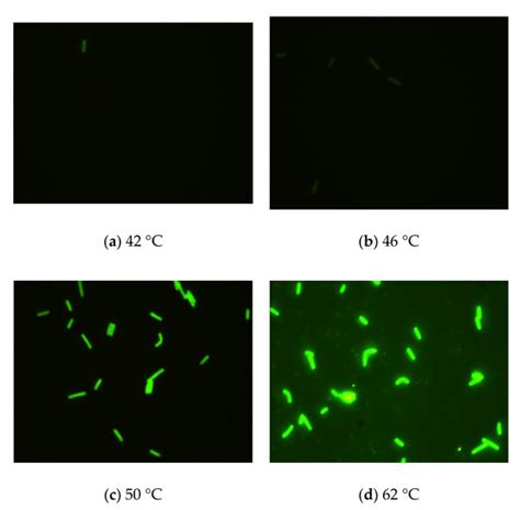 Biosensors | Special Issue : The Application of Biosensors in ...