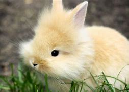bunny 的图像结果