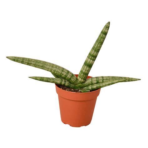 Snake Plant Starfish – Mickey Hargitay Plants