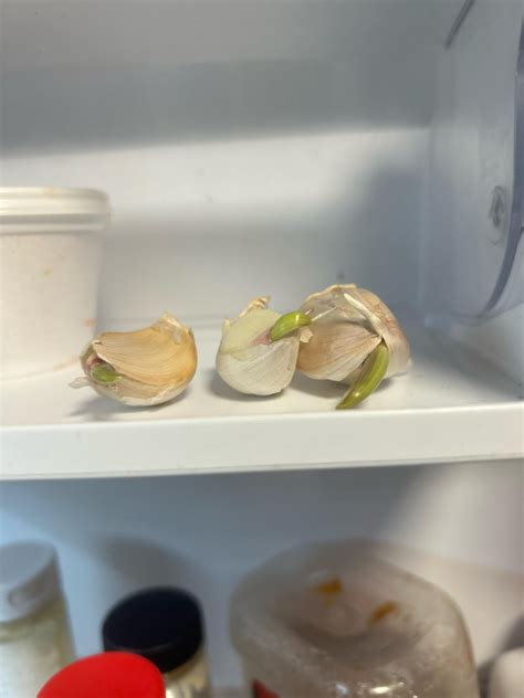 Young Vs. Old Garlic: Which Should You Use In Your Cooking?