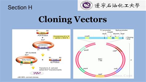 Cloning Vector Examples 的图像结果
