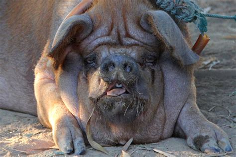 What’s the top 3 best pet pig breeds - valleyofthepigs.co.uk
