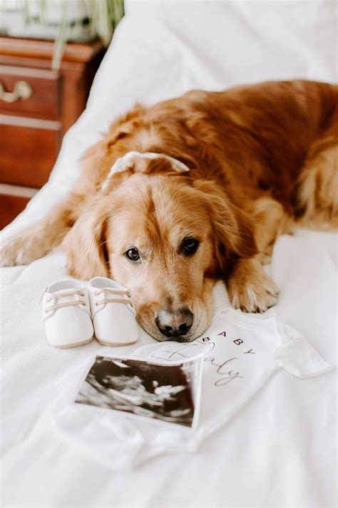 Pregnancy Announcements with Goldens | Baby announcement photoshoot ...
