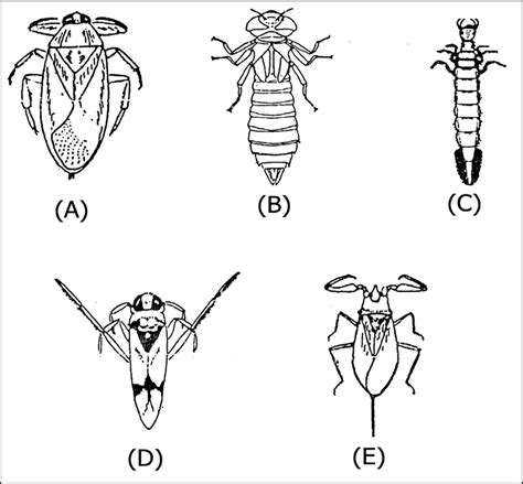 Image result for Class Insecta Label