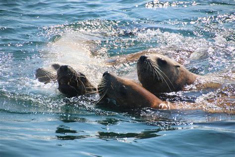 Marine Wildlife in Victoria BC: What’s Out There? – Springtide Whale Watching