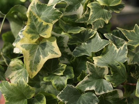 Creeping Ivy Varieties