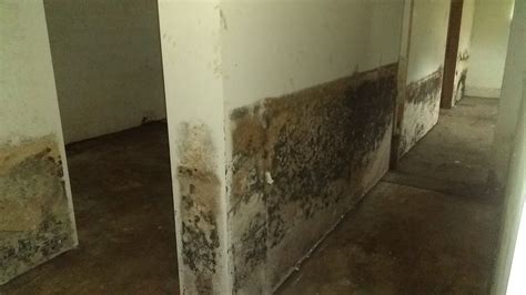 Mold In.basement at Charles Blackshear blog