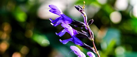 Download wallpaper 2560x1080 salvia guaranitica, sage, flowers ...