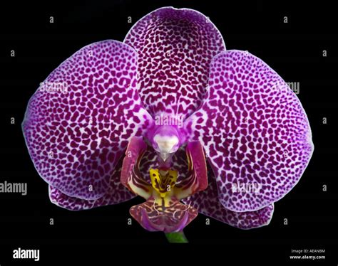 Phalaenopsis Orchid (Moth Orchid Stock Photo - Alamy