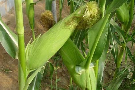 迪卡2235玉米品种介绍 - 农村网