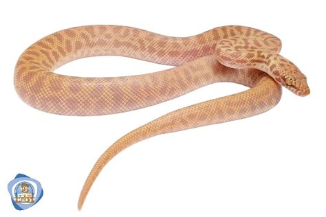 Image result for Stimson Python for Sale