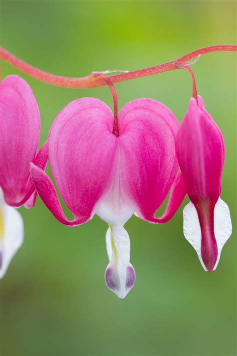 Image result for Program Mode