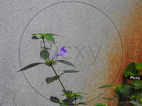 Image of Beautiful Spatika Or Barleria Cristata Violet Color Flower In ...