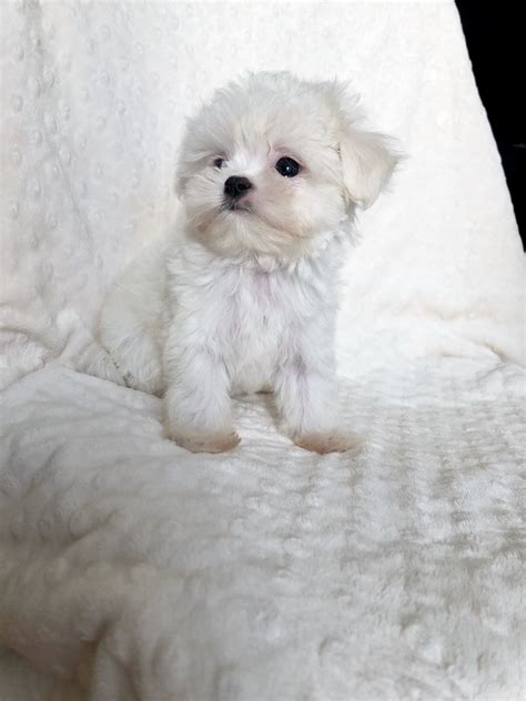 california maltipoo maltese poodle puppy breeder - iHeartTeacups