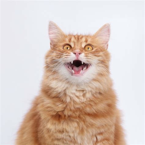 What Is Cat Chattering and Why Do They Do It? - Parade Pets