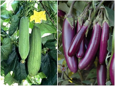 SimXotic Combo of Sponge Gourd (Tori) F1 Hybrid & Brinjal Purple Long ...