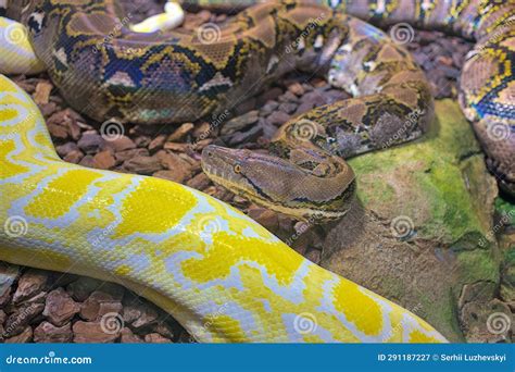 Image result for Yellow Head Reticulated Python