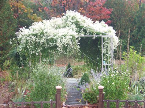 Pin by Sarah Good on Backyard | Silver lace vine, Climbing flowers ...