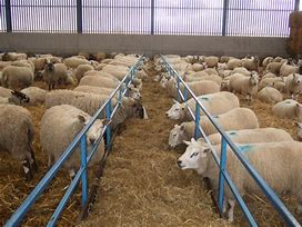 sheep farm 的图像结果