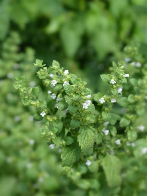 16+ Kitchen Herbs to Plant for Pollinators — Practical Self Reliance