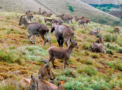 Wildlife Creatures Seen in These 8 Sanctuaries of Tamil Nadu