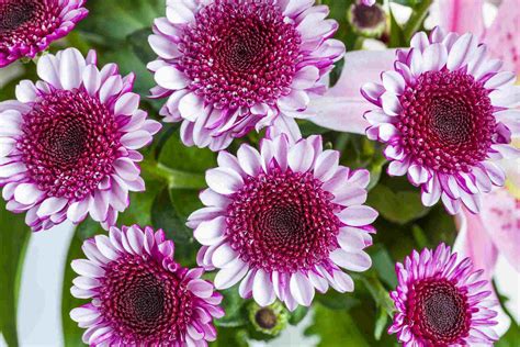 How to Grow and Care for Gerbera Daisies