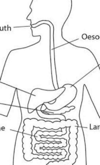 simple diagram of digestive system - Brainly.in