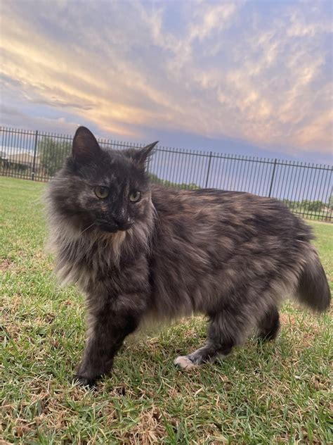 Diet restriction for hyperthyroid and mild liver disease for 16F tortie : r/seniorkitties