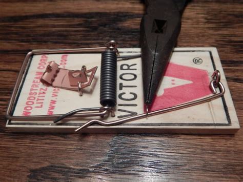 Image result for How to Set Mouse Guard Mouse Trap