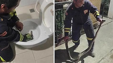 泰国男子上厕所发现马桶内有条蛇！长达2.5米大蟒蛇！_毒蛇新闻_毒蛇网