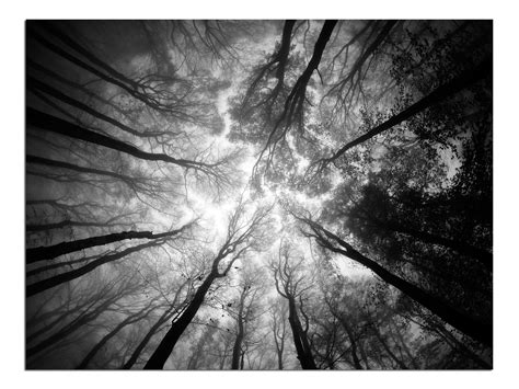 JP London X Solvent Free Poster Art Print PAPL1 X 31004 Tree Tops Sky ...
