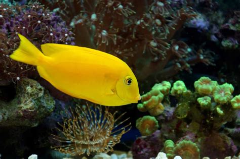 Image result for Fish Shell Scripting