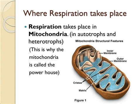 PPT - Cellular Respiration PowerPoint Presentation, free download - ID:626176