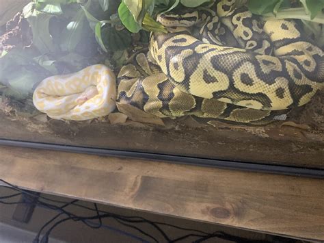 Image result for Ball Python Cuddling