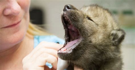 Se reduce la población de especies animales